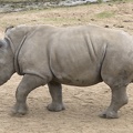 402-4088 Safari Park - Rhino